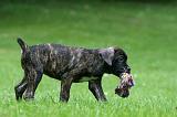 CANE CORSO 1177